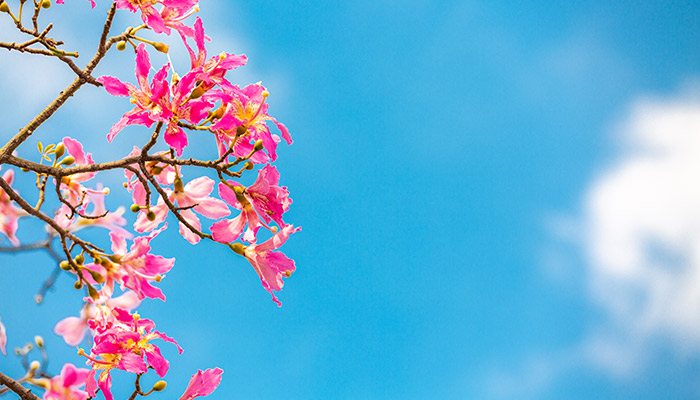 ľ�޻��Ĺ�Ч������ ľ�޻�ͼƬ